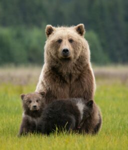 A Momma bear and her cubs on Bear Coast in Alaska