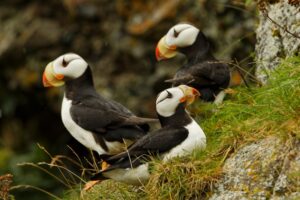 Horned Puffin, Fratercula corniculata, Lake Clark National Park, Alaska
