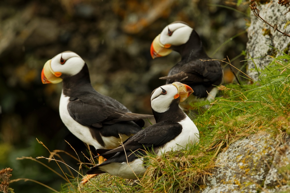 Horned Puffin, Fratercula corniculata, Lake Clark National Park, Alaska
