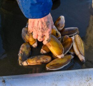 Person harvesting Razor clams in Alaska
