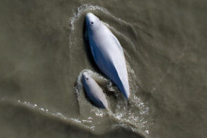 Beluga whale and a calf swimming near the water's surface